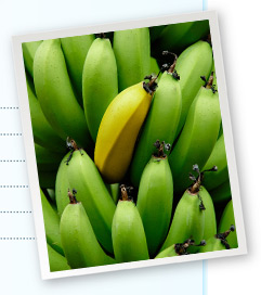 Single yellow bananna amidst a group of green banannas.
